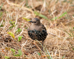 Sturnus vulgaris