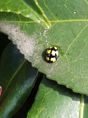 Illeis galbula