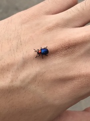 Parheminodes pulcher