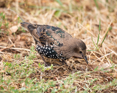 Sturnus vulgaris