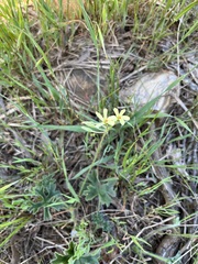 Pelargonium alchemilloides