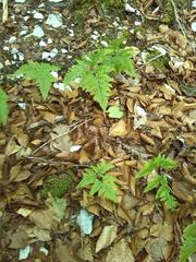 Gymnocarpium dryopteris