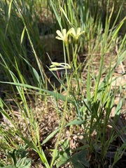 Pelargonium alchemilloides