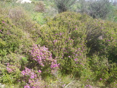 Drosanthemum asperulum