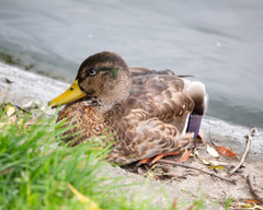 Anas platyrhynchos