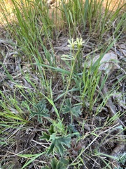 Pelargonium alchemilloides