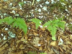 Gymnocarpium dryopteris