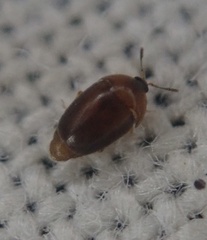 Sericoderus
