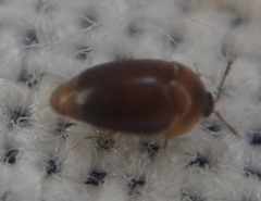 Sericoderus