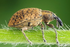 Hypera conmaculata