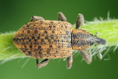 Hypera conmaculata