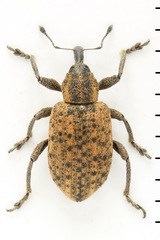 Hypera conmaculata