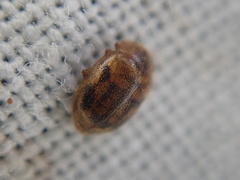 Rhyzobius chrysomeloides