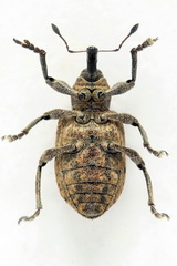 Hypera conmaculata
