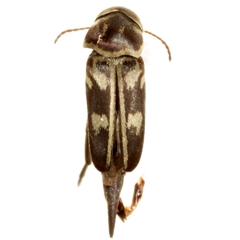 Mordella insulata