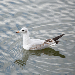 Chroicocephalus ridibundus