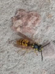 Vespula germanica