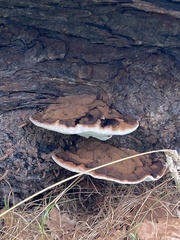 Ganoderma australe