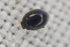 Stethorus pusillus