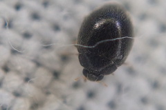 Stethorus pusillus