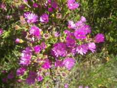 Drosanthemum asperulum