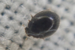 Stethorus pusillus