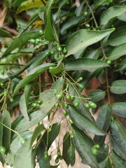 Cinnamomum burmanni