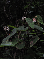 Begonia beryllae