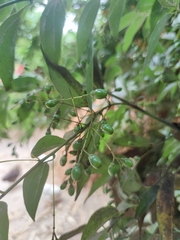 Cinnamomum burmanni