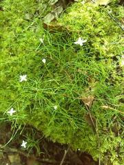 Moehringia muscosa
