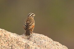 Emberiza goslingi