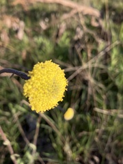 Craspedia variabilis