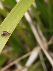 Steganopsis melanogaster