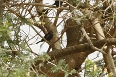 Bubalornis albirostris