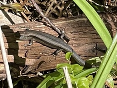 Lampropholis