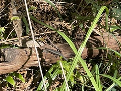 Lampropholis