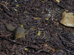 Sundasciurus everetti