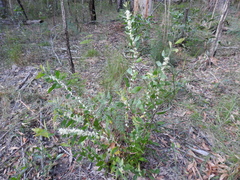 Hakea florulenta