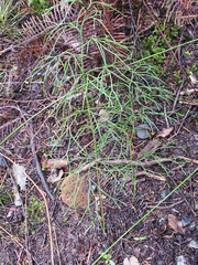 Lycopodium deuterodensum