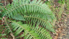 Polystichum vestitum