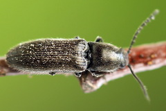 Limonius poneli