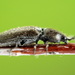 Ponel's Click Beetle - Photo (c) Andrey Ponomarev, some rights reserved (CC BY-NC), uploaded by Andrey Ponomarev