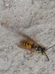 Vespula germanica