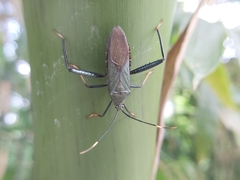 Notobitus meleagris