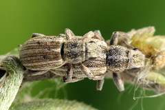 Sitona striatellus