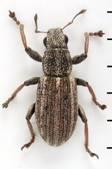 Sitona striatellus