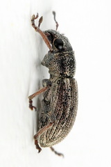 Sitona striatellus