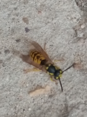 Vespula germanica