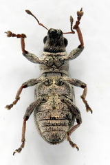 Sitona striatellus