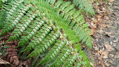 Polystichum vestitum
